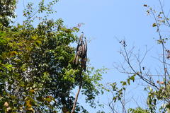 Pajanelia longifolia